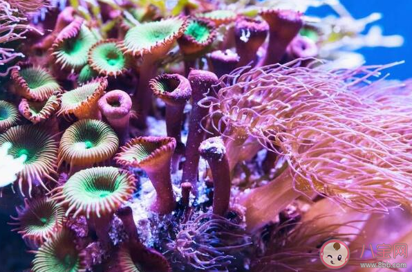红珊瑚就是红颜色的珊瑚吗 神奇海洋1月31日答案