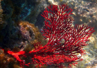 蚂蚁森林红珊瑚就是红颜色的珊瑚吗 神奇海洋1月31日答案