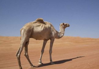骆驼为什么只在沙漠生活 骆驼能在沙漠生活的原因