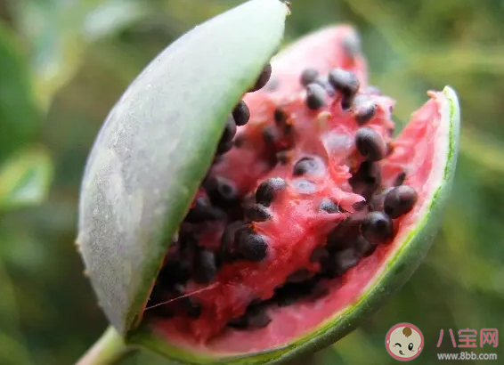 早期的野生西瓜通常是什么味道 蚂蚁庄园2月7日答案
