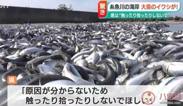 日本一沙滩惊现大量沙丁鱼是怎么回事 沙丁鱼出现和地震有关吗