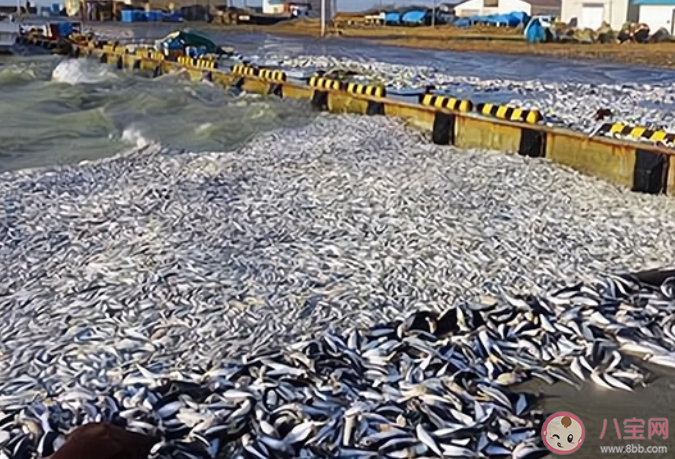 日本一沙滩惊现大量沙丁鱼是怎么回事 沙丁鱼出现和地震有关吗