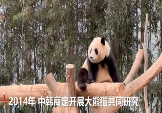 韩国熊猫爷爷用中文介绍福宝一家 福宝的父母是谁