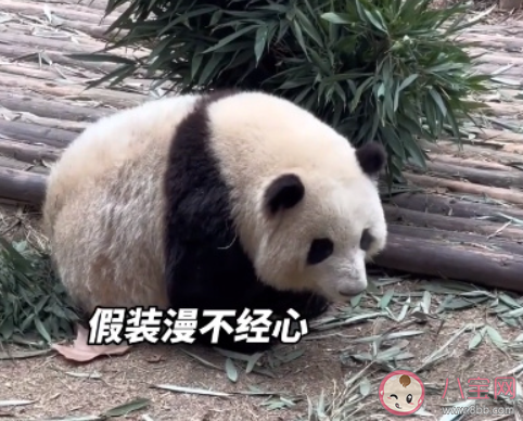 游客认错花花保安大哥幽默喊话 熊猫花花有哪些特点