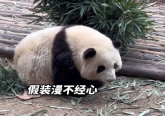 游客认错花花保安大哥幽默喊话 熊猫花花有哪些特点
