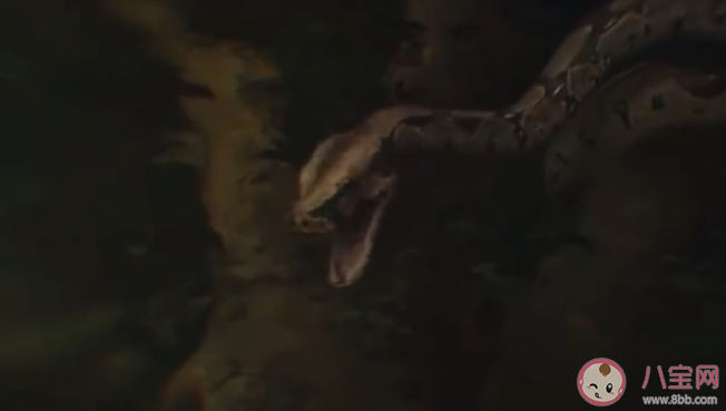 《黑暗荣耀2》里的蛇是真蛇吗 剧中的蛇有毒吗