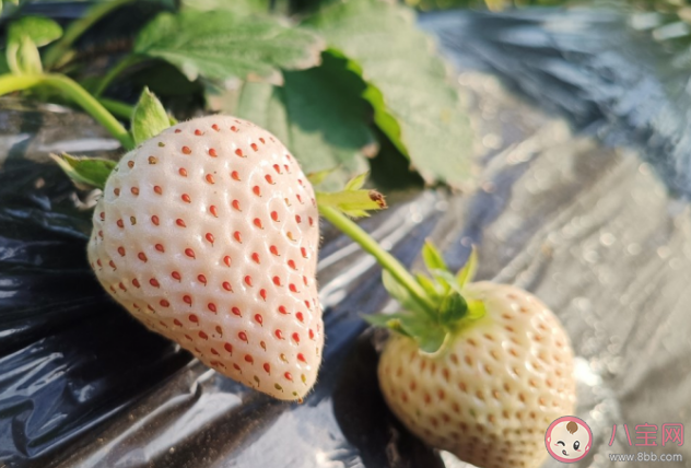 白草莓比红草莓更好吃吗 草莓有几种颜色
