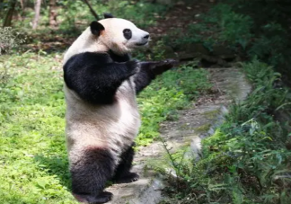 大熊猫为什么能站起来 熊猫跑得有多快