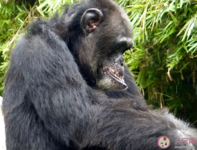 为什么猩猩会停止进化 猩猩到底有多聪明