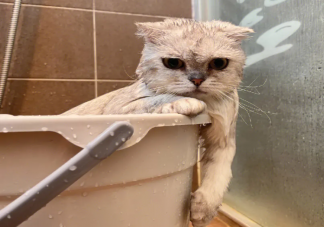 宠物猫几天洗一次澡最好 猫猫需要每天都洗澡吗
