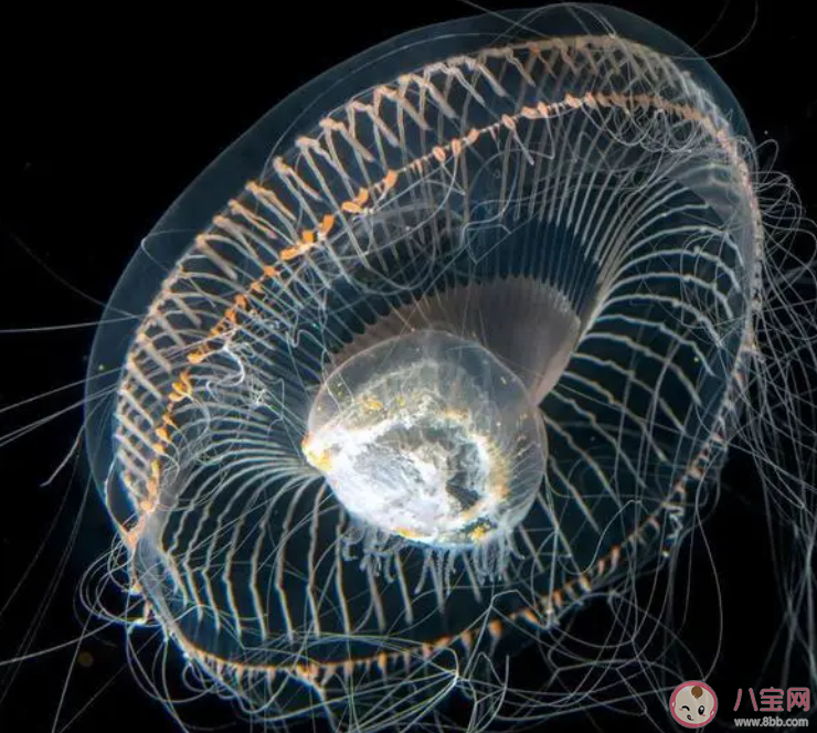 维多利亚多管发光水母为什么能发出蓝光 神奇海洋3月22日答案