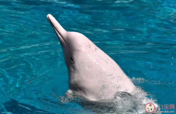 年幼的中华白海豚呈什么颜色 神奇海洋3月23日答案