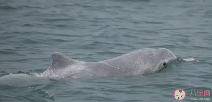 年幼的中华白海豚呈什么颜色 神奇海洋3月23日答案