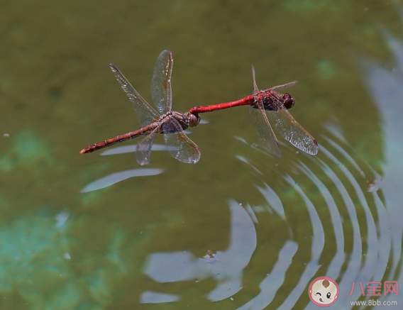 为什么蜻蜓会点水蚂蚁庄园 小课堂3月24日答案