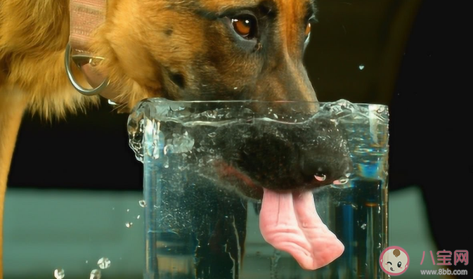 狗狗和猫咪舔水喝有什么区别 猫舔水为什么比狗优雅