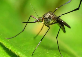 专家解释刚三月就有蚊子是为什么 蚊子一般几月份出现几月份结束
