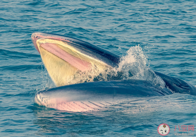 以下哪种鲸鱼被称为热带鲸 神奇海洋3月24日答案