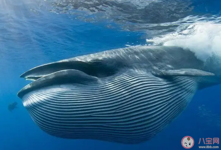 以下哪种鲸鱼被称为热带鲸 神奇海洋3月24日答案