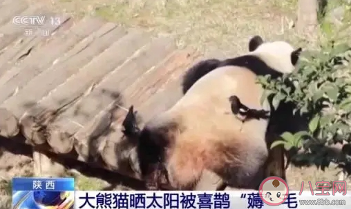 大熊猫被小鸟薅毛毫无反应淡定干饭 大熊猫最喜欢吃的是什么