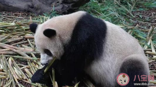 大熊猫被小鸟薅毛毫无反应淡定干饭 大熊猫最喜欢吃的是什么