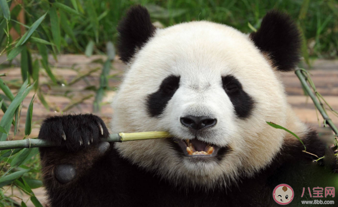 招聘大熊猫饲养员数百份简历零录取 大熊猫饲养员要求有多高