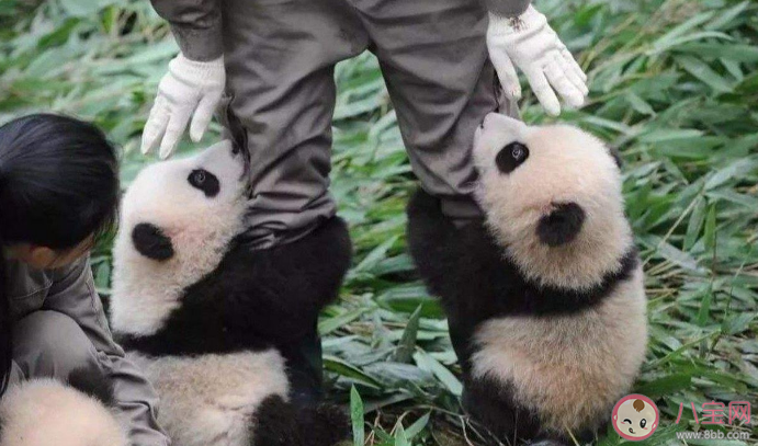 招聘大熊猫饲养员数百份简历零录取 大熊猫饲养员要求有多高