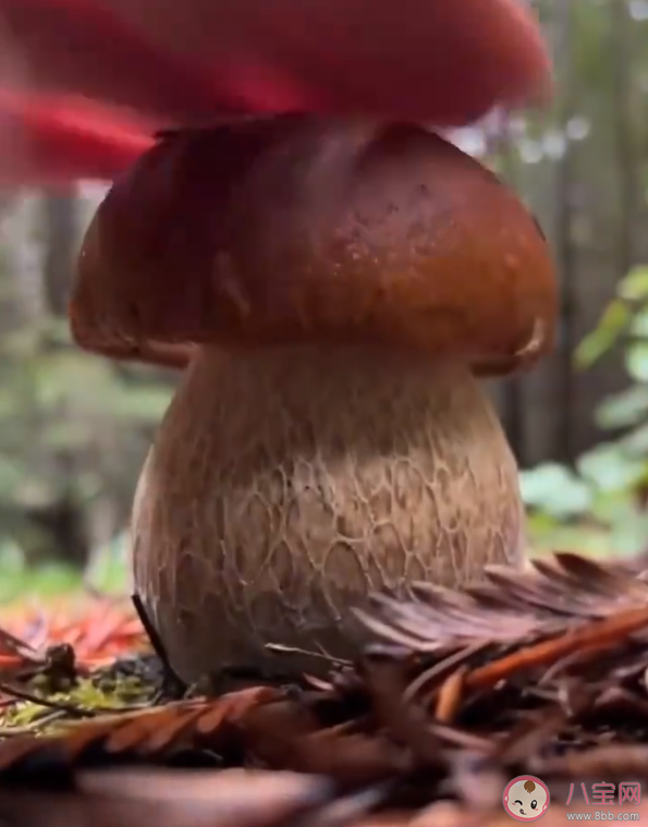 采蘑菇为什么要先拍一拍 为什么下雨后地上会长出很多蘑菇来
