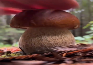 采蘑菇为什么要先拍一拍 为什么下雨后地上会长出很多蘑菇来