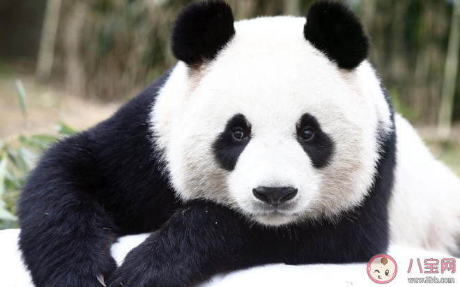 大熊猫饲养员为何这么难招 大熊猫饲养员工作轻松吗