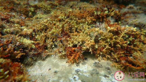 以下属于褐藻光合作用产物的是 神奇海洋3月28日答案