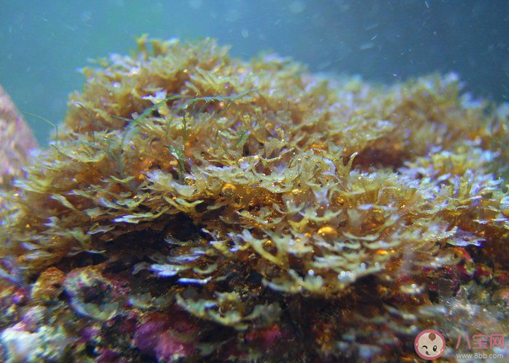 以下属于褐藻光合作用产物的是 神奇海洋3月28日答案