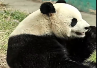 熊猫发情会有哪些刻板行为 熊猫为什么会出现刻板行为