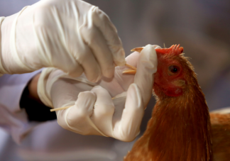 禽流感或成新的大流行毒株来源 感染人类的禽流感病毒亚型有什么