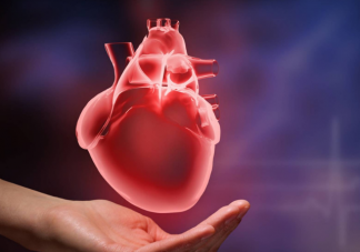 心脏越圆患病风险可能越高 心脏是如何跳动的