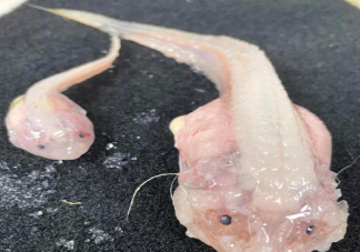 日本8336米深海发现怪鱼是怎么回事 蜗牛鱼离开水会融化吗
