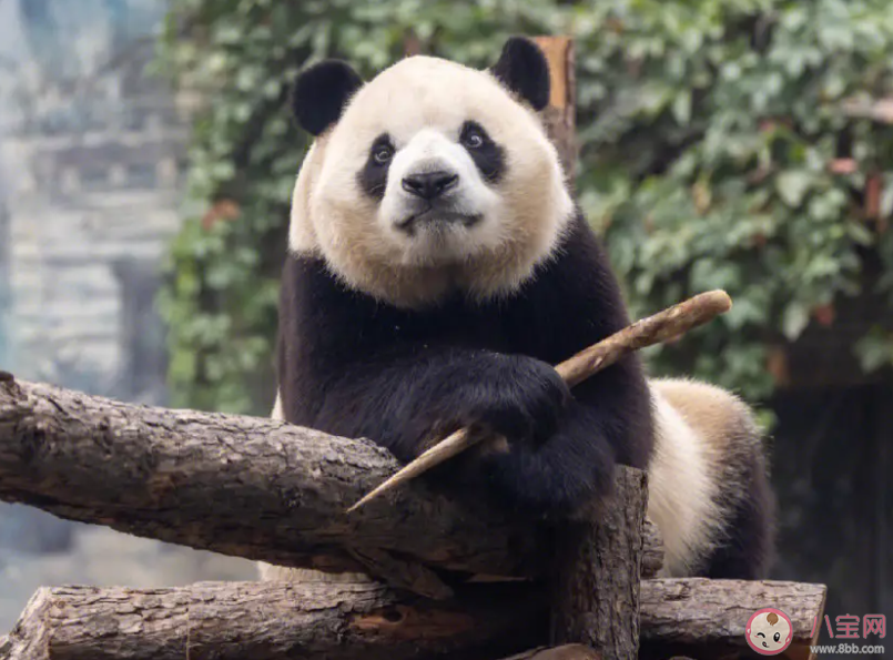 熊猫会攻击饲养员吗 为什么大熊猫要独立生活