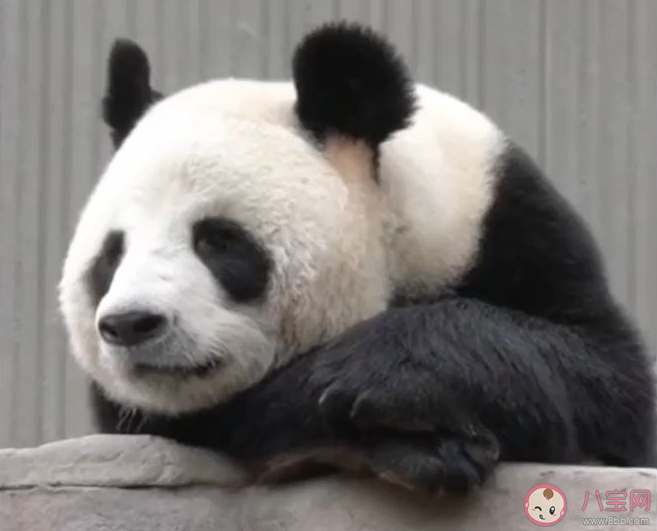 熊猫会攻击饲养员吗 为什么大熊猫要独立生活