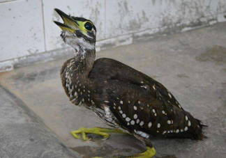 广东惠东发现世界最神秘的鸟 海南鳽为什么被称为最神秘的鸟