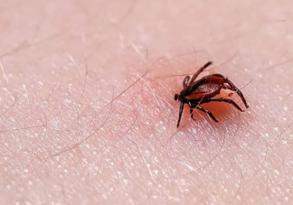 蜱虫叮咬后死亡几率是多少 不幸被蜱虫咬伤该怎么办