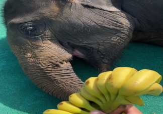 大象是怎么吃香蕉的分为几步 如何看待大象吃香蕉剥皮