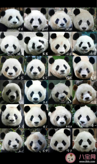萌度爆表的大熊猫辨认图你认得几只 熊猫为什么如此受关注