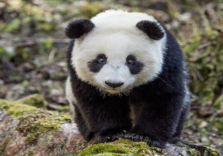 大熊猫的黑眼圈可以震慑敌人 大熊猫的黑眼圈有啥用