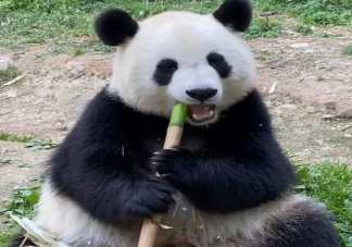 官方称过度共情会干涉熊猫正常饲养 如何看待熊猫饭圈化