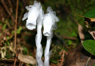柳州惊现神秘冥界之花 水晶兰为什么被称为冥界之花