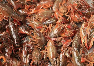 日本6月1日起禁止出售小龙虾 小龙虾会影响生态系统吗