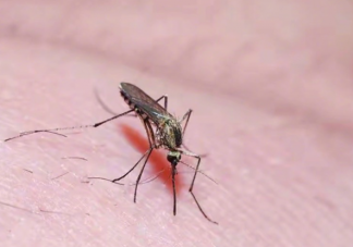 蚊子真的怕天热吗 天热的时候蚊子繁殖少吗