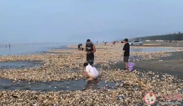疑台风刮来遍地生蚝居民捡200斤 台风为什么会刮来大量生蚝