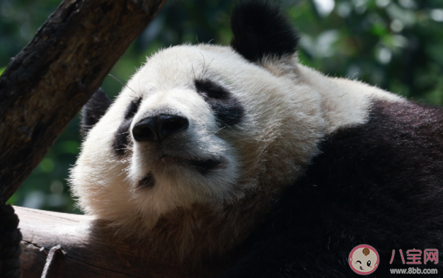 大熊猫科学上的名字叫黑白熊 大熊猫存在有多久了