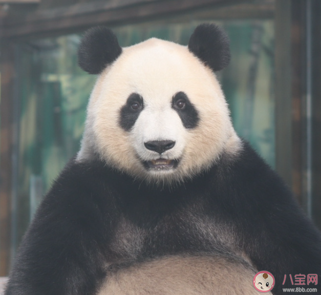 大熊猫科学上的名字叫黑白熊 大熊猫存在有多久了