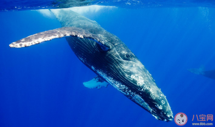 神奇海洋蓝鲸是用什么过滤食物的 6月8日正确答案